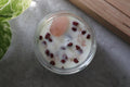 Vela Besos de Fresa (Fresas con Nata) - Yummy - My Essentials by FARA
